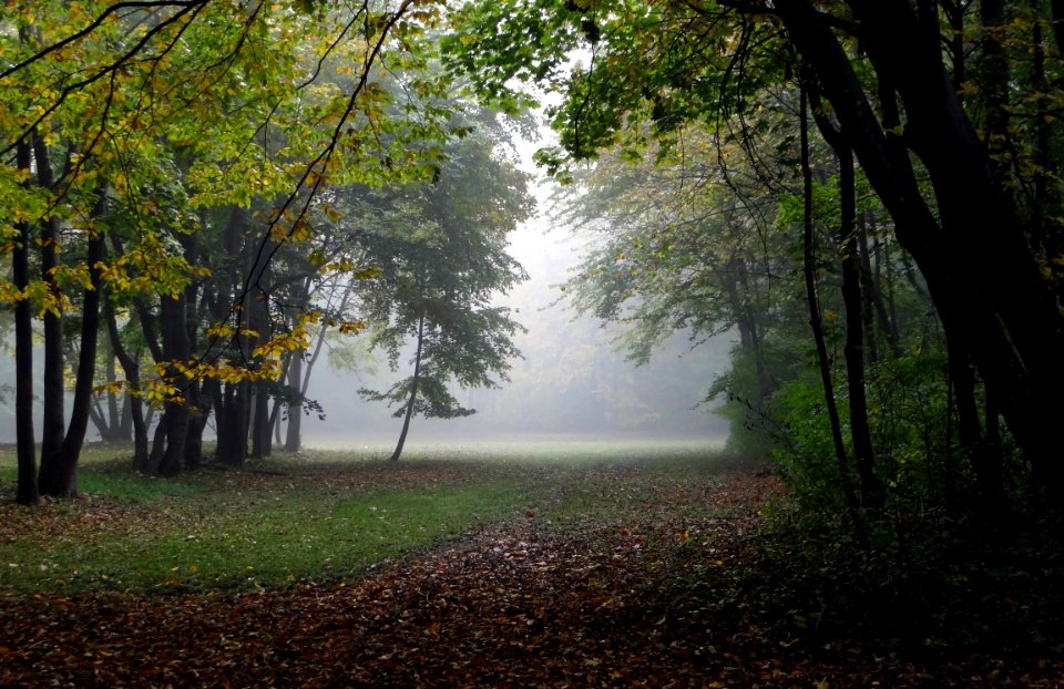 Nature Woodland Ecosystem Leaf