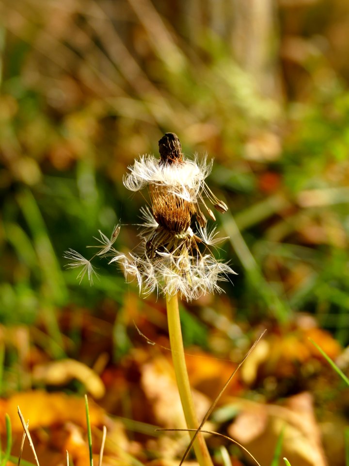 Honey Bee Flora Bee Insect