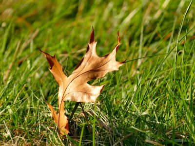 Leaf Grass Flora Plant