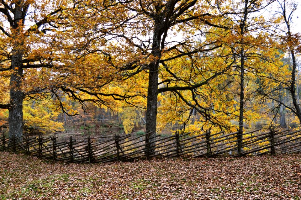Nature Leaf Woodland Autumn