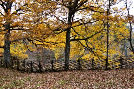 Nature Leaf Woodland Autumn photo