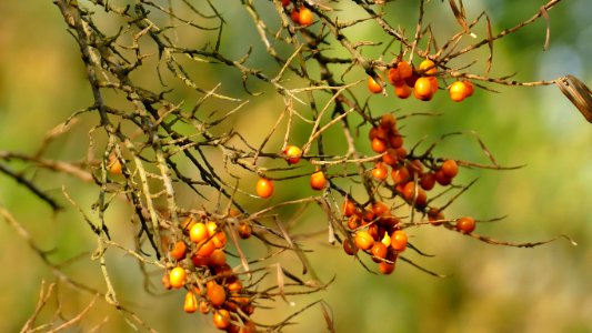 Hippophae Branch Twig Tree