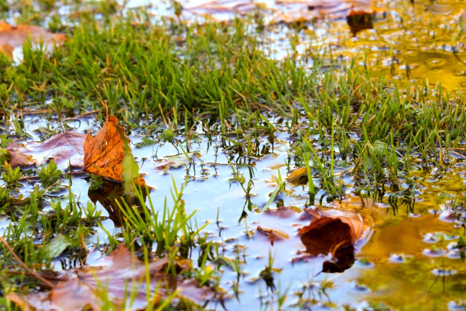 Leaf Water Reflection Plant