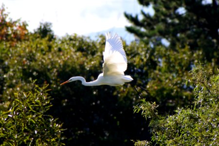 Bird Fauna Beak Egret