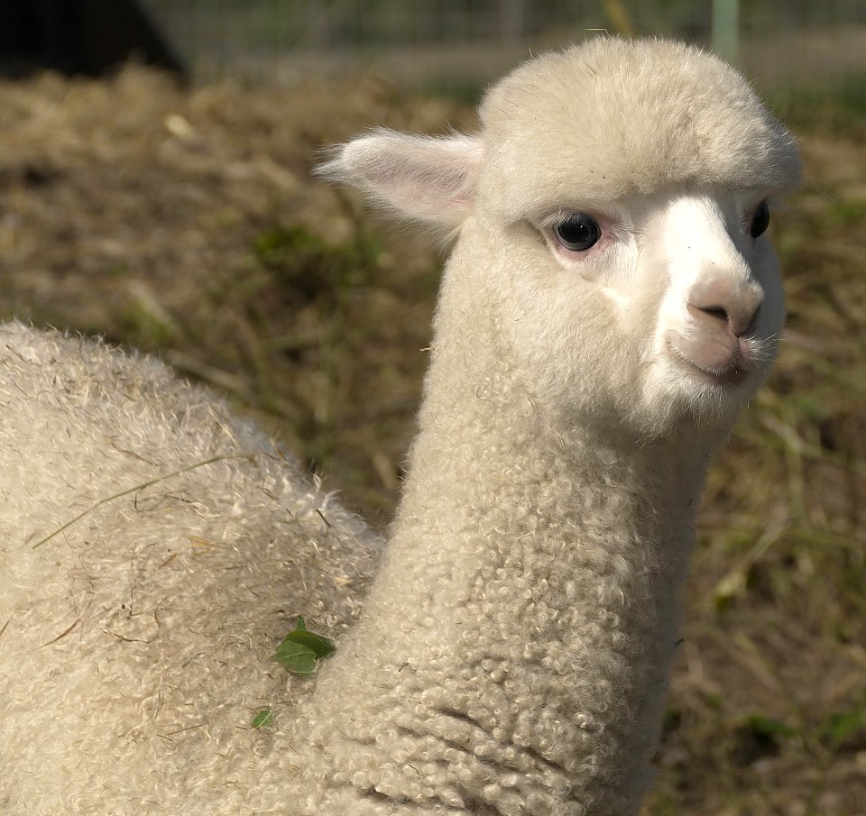 Alpaca Llama Camel Like Mammal Terrestrial Animal