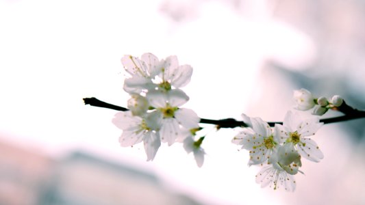 White Petaled Flowers photo