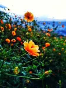 Selective Focus Photography Of Orange Petaled Flowers