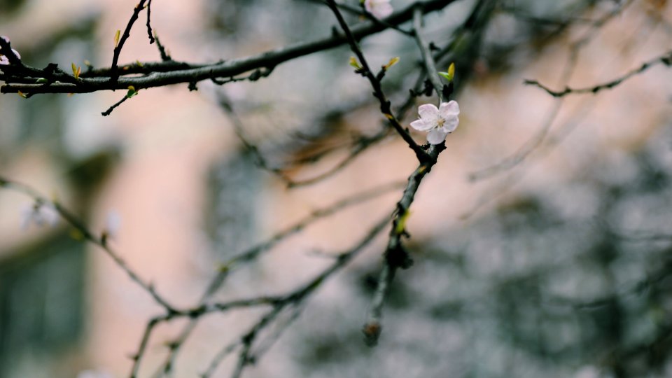 White Petaled Flower On Black Branch photo