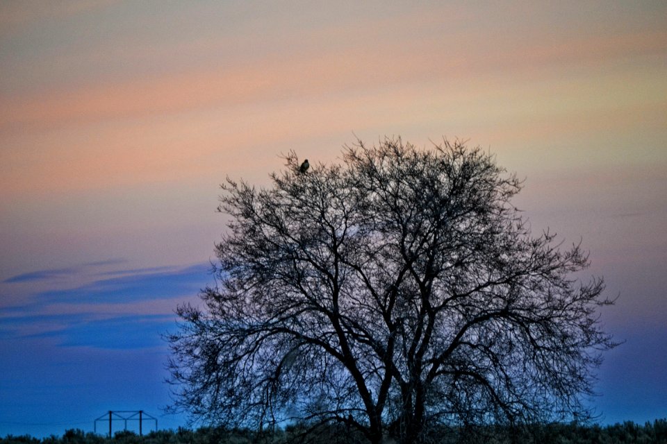 Bare Tree During Sunset