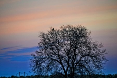 Bare Tree During Sunset photo