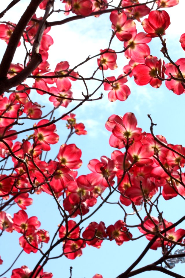 Sakura Tree At Daytime