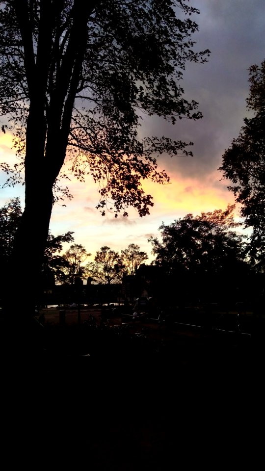 Silhouette Of Trees Under Golden Time