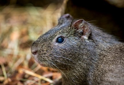 Close-up Photography Of Gray Rodent At Daytime photo