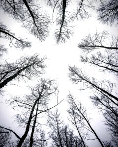 Leafless Trees Under White Sky photo