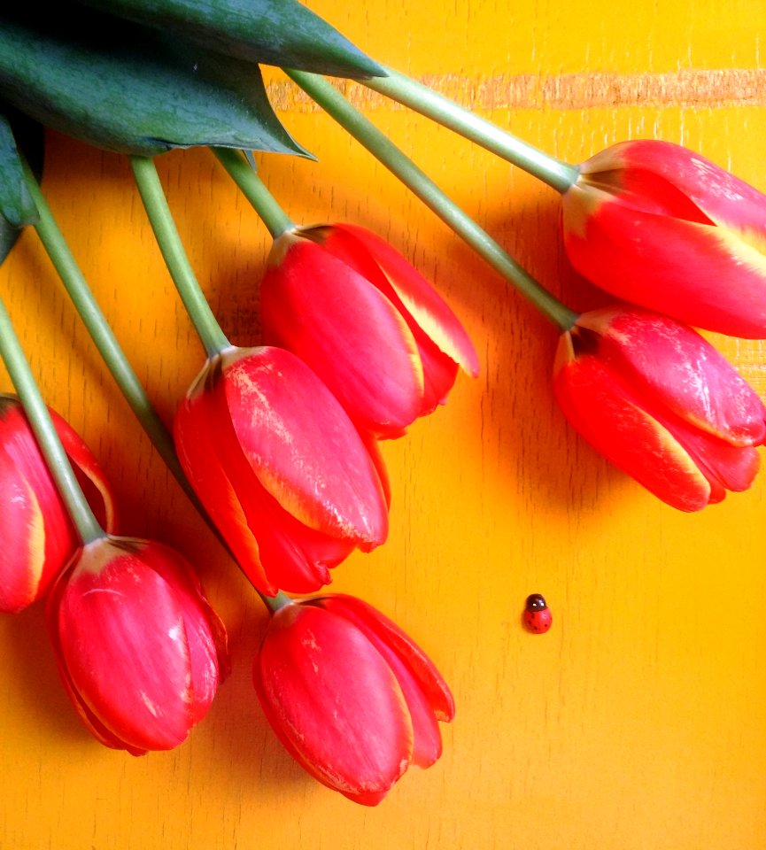 Red Tulip Flowers On Brown Surface