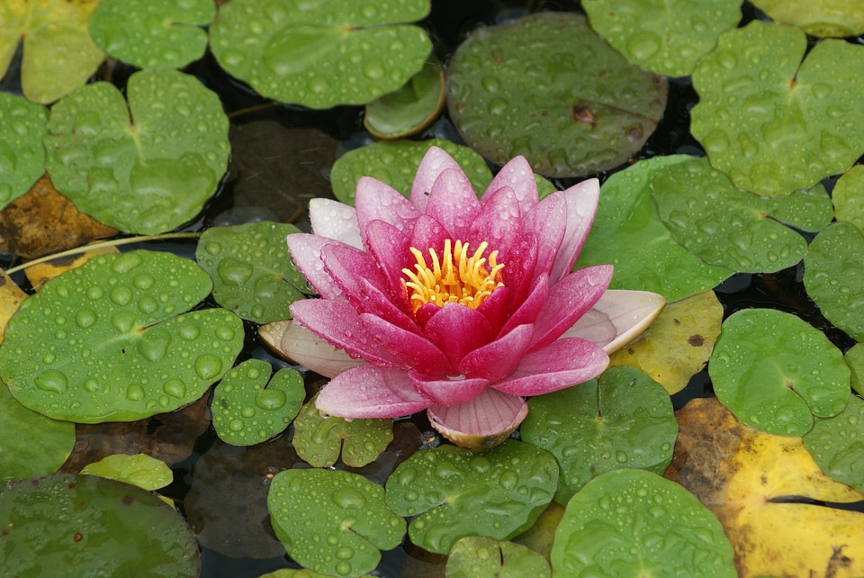 Water lily floral bloom