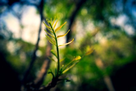 Macro Photography Of Green Leaf Plant
