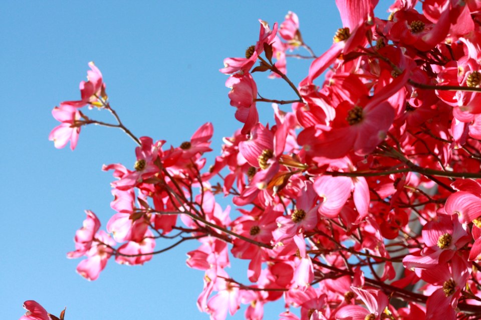 Pink Flowers Under Blue Clear Sky