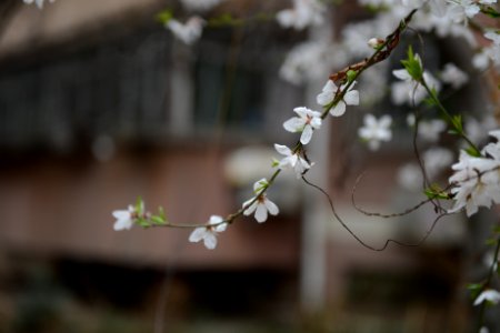 Shallow Focus Photography Of White Petal Flower photo