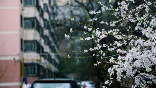 Depth Of Photo Of White Petaled Flowers photo