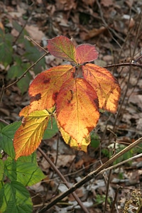 Autumn leaves golden autumn