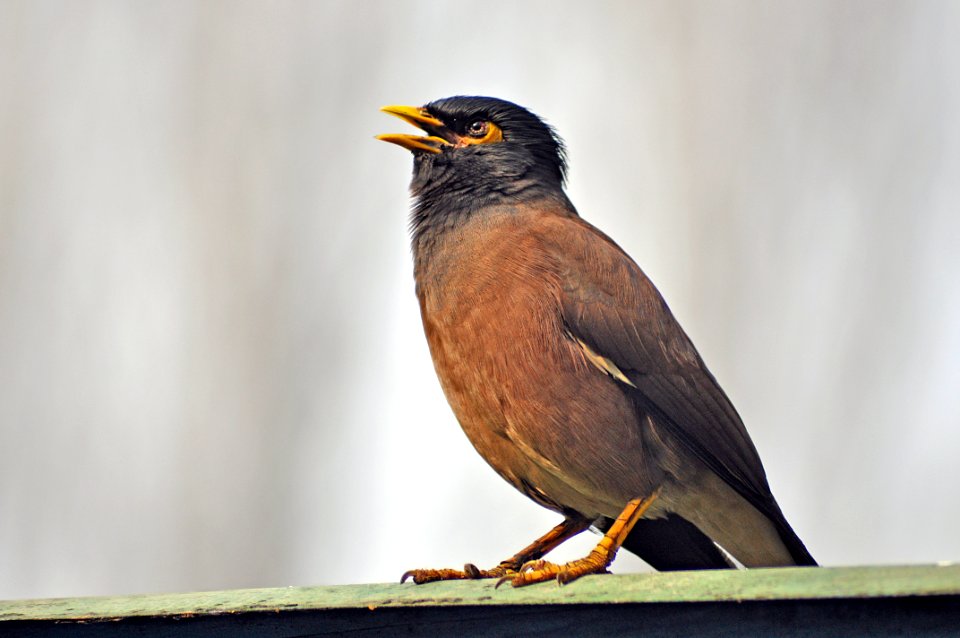 Brown And Black Bird Painting