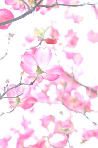 Closeup Photo Of Cherry Blossoms photo