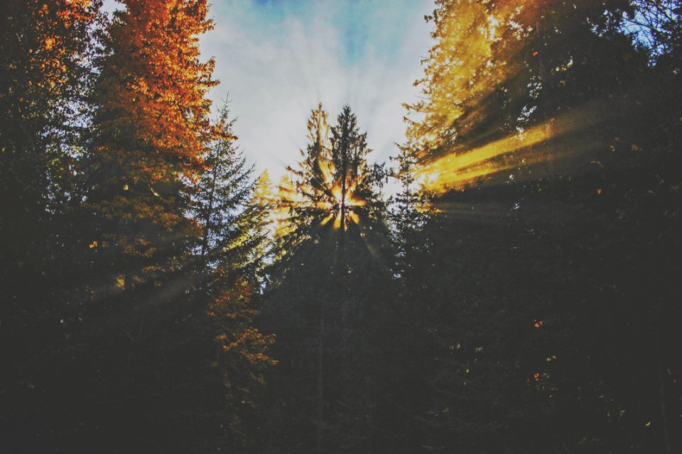 Green And Brown Trees Photography