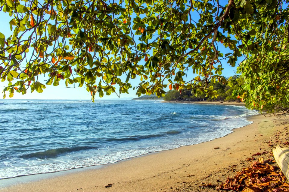 Trees Near Seashore During Golden Hour