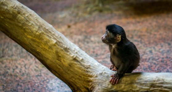 Monkey On Brown Tree Branch photo