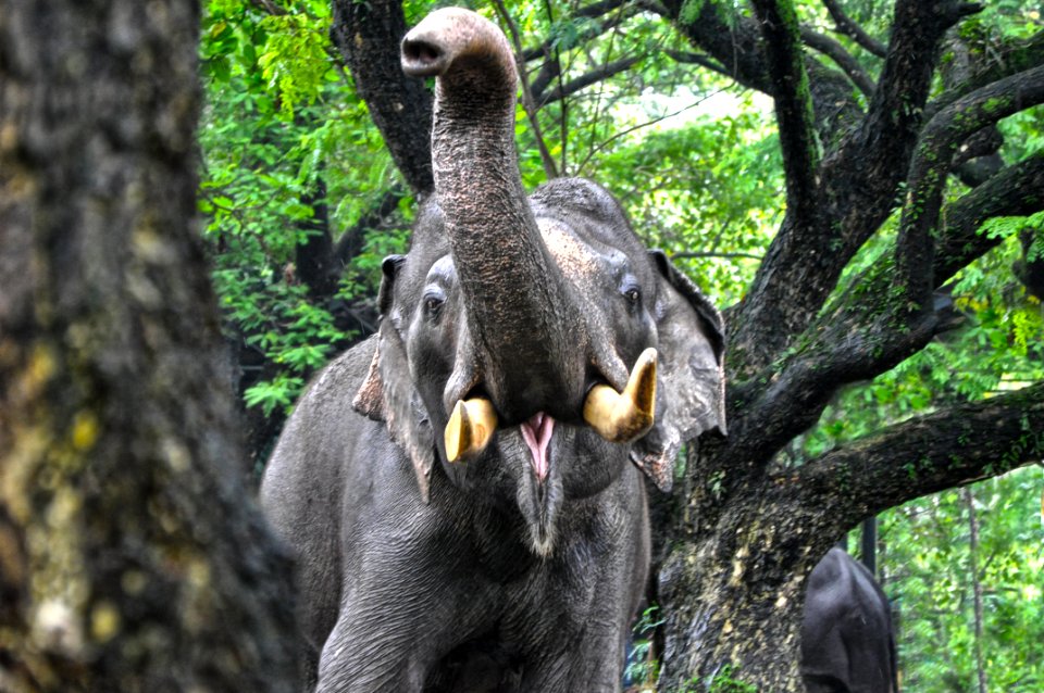 Elephant Illustration