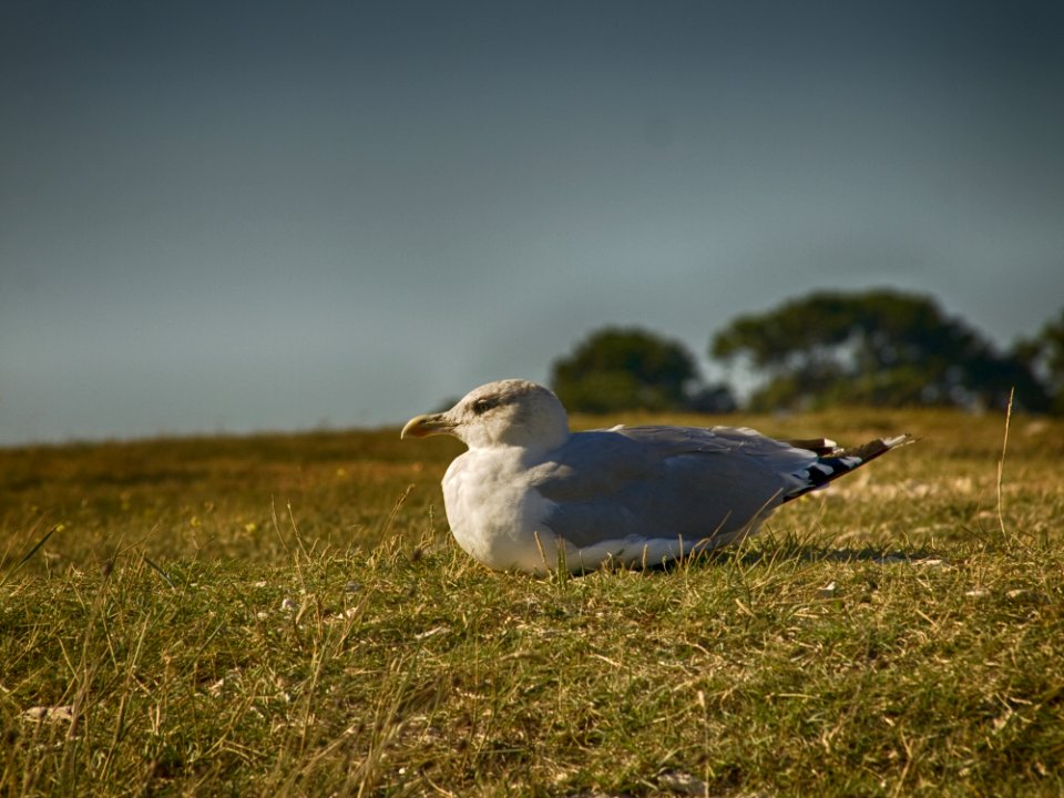 Bird Sitting On Grassy Ground photo