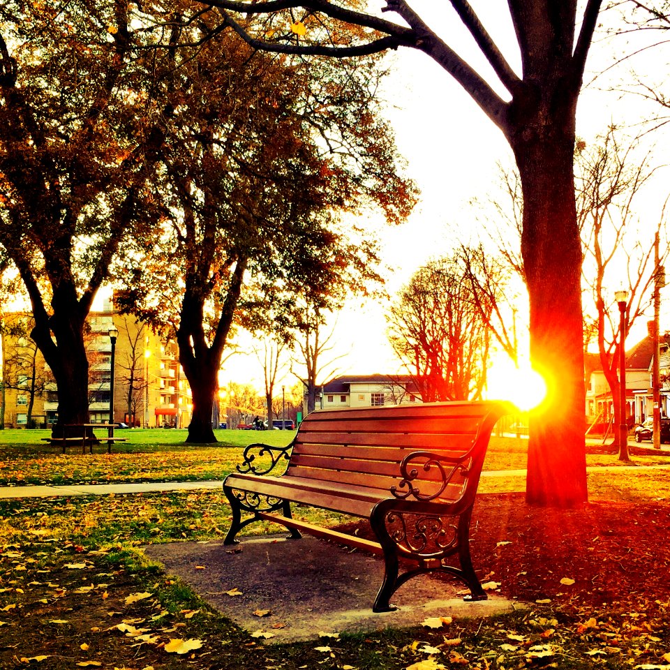 Brown Wooden Park Bench Under Green Leaf Tree During Sunset
