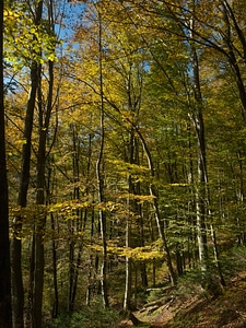 Leaves trees light