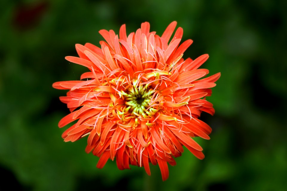 Red Chrysanthemum Closeup Photo