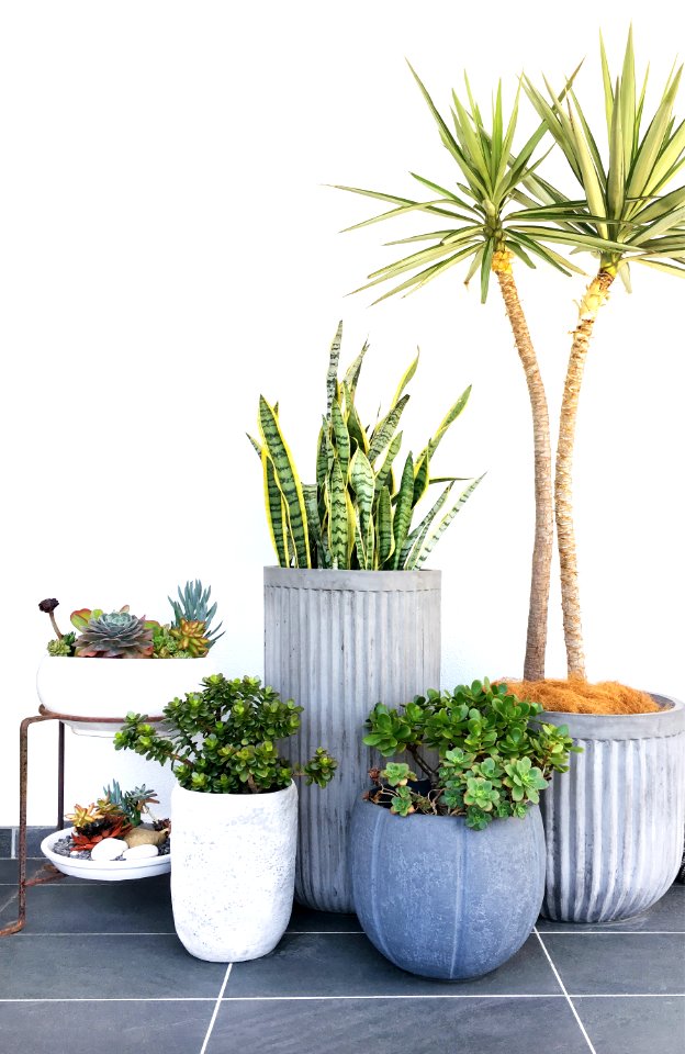 Assorted Plants On Pots
