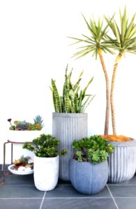 Assorted Plants On Pots