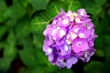 Selective Focus Photography Of Purple Hydrangea Flower photo