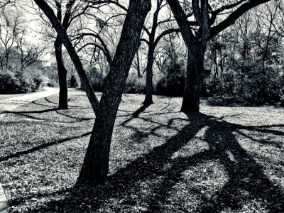 Grayscale Photo Of Trees photo