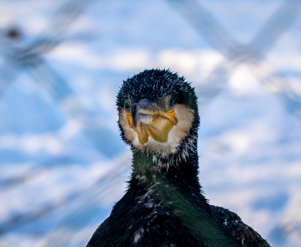 Focus Photography Of Great Cormorant