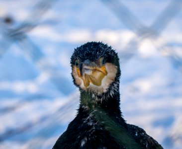 Focus Photography Of Great Cormorant