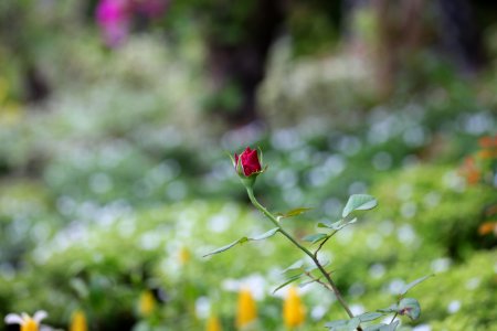 Selective Focus Photography Of A Red Rose Bud photo