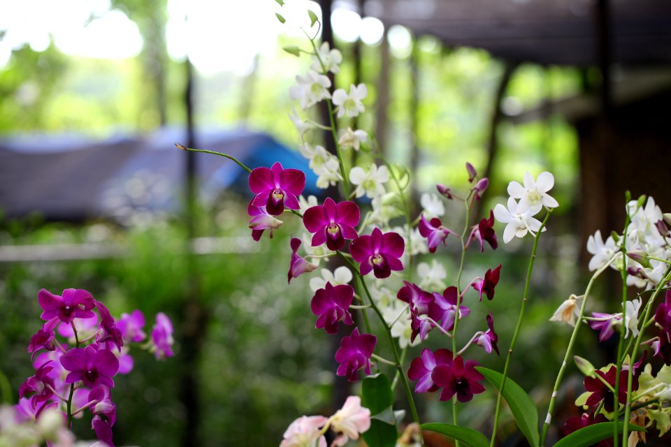 Shallow Focus Photography Of White And Pink Flowers