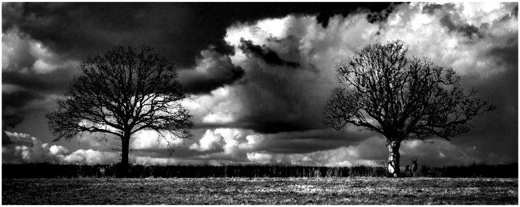 Grayscale Landscape Photography Of Two Trees