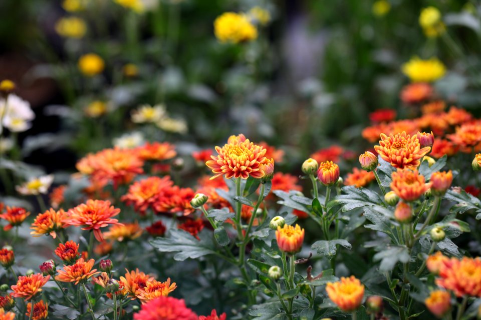 Photography Of Orange Red And White Petaled Flower Field