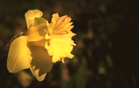 Yellow Daffodil Flower In Tilt Shift Lens Photography photo