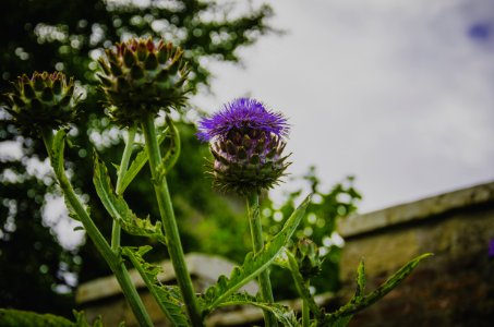 Selective Focus Photography Of Purple Thistle Flower photo