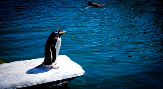 Black And White Penguin Standing On Gray Rock Near Body Of Water photo