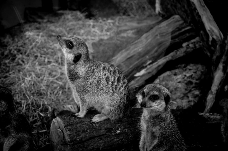 Grayscale Photo Of Blaanimals