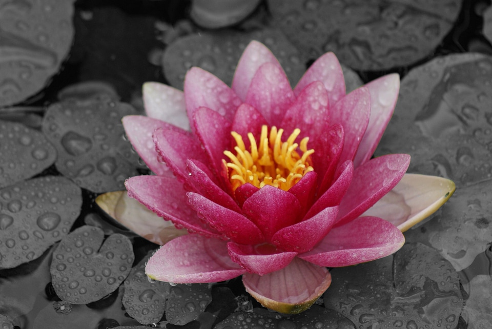 Water water lily floral